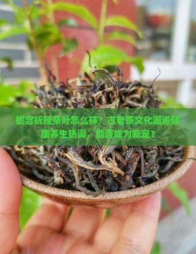 蟾宮折桂茶葉怎么樣