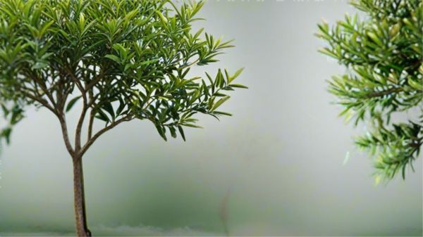 中國茶文化的歷史與發(fā)展