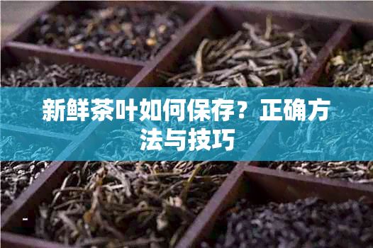 新鮮茶葉如何保存？正確方法與技巧
