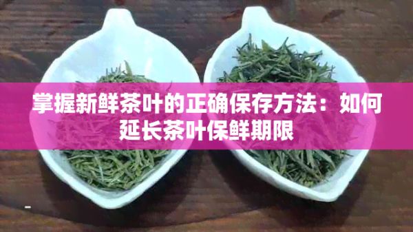 掌握新鮮茶葉的正確保存方法：如何延長(zhǎng)茶葉保鮮期限