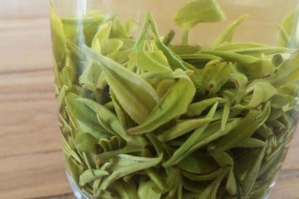 綠茶的最佳儲存方法，最好放入冰箱冷藏保存