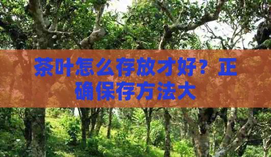 茶叶怎么存放才好？正确保存方法大