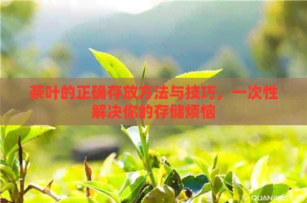 茶叶的正确存放方法与技巧，一次性解决你的存储烦恼