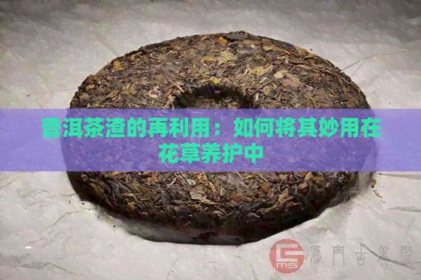 普洱茶渣的再利用：如何将其妙用在花草养护中