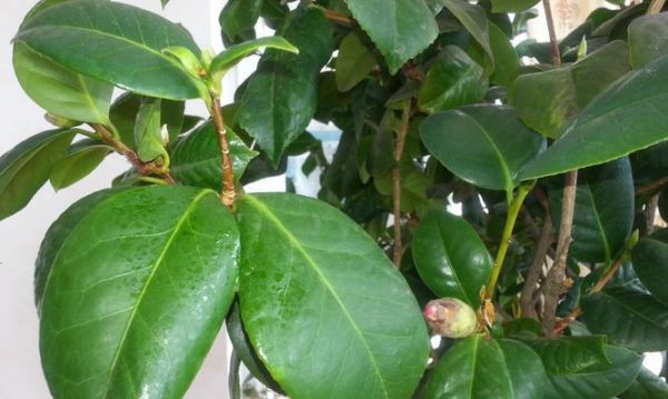 茶叶渣的妙用——养花必备（茶渍中的养分）