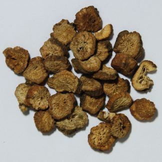 珍珠牛蒡 Burdock
