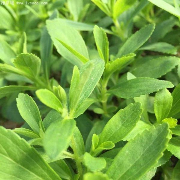 甜葉菊生長狀態(tài)葉片