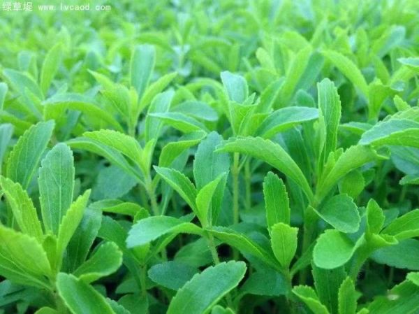 甜葉菊生長狀態(tài)