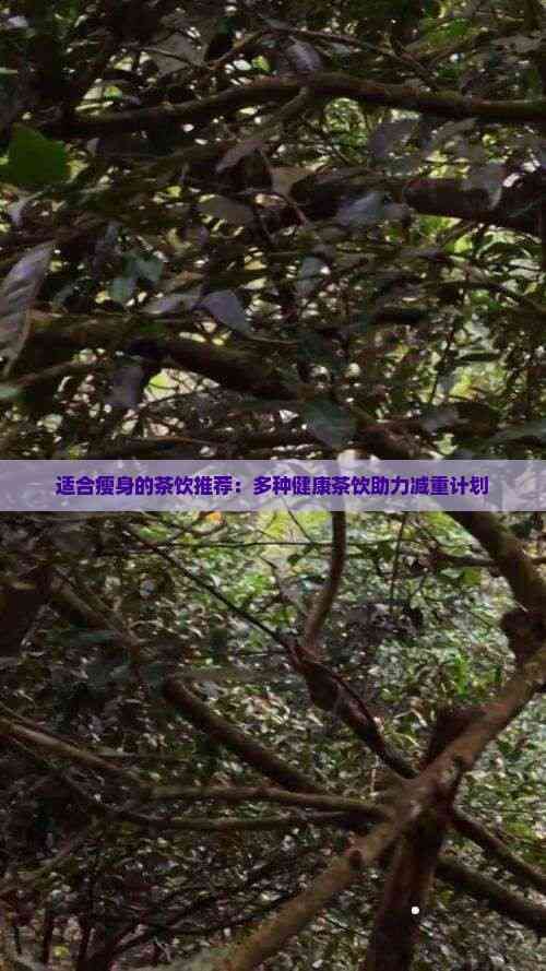 適合瘦身的茶飲推薦：多種健康茶飲助力減重計(jì)劃