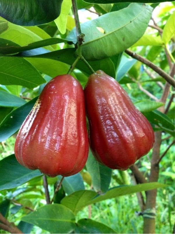 夏季热量低，吃了变瘦的“三果四蔬”，胖人坚持吃，变瘦并不难