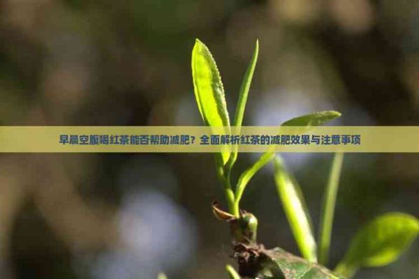 早晨空腹喝紅茶能否幫助減肥？全面解析紅茶的減肥效果與注意事項(xiàng)