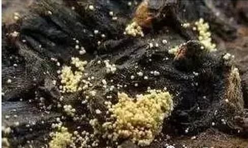安化黑茶獨(dú)特的發(fā)花工藝：已被列入國(guó)家機(jī)密