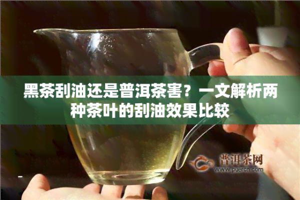 黑茶刮油還是普洱茶害？一文解析兩種茶葉的刮油效果比較
