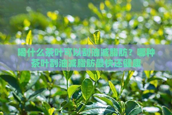 喝什么茶葉可以刮油減脂肪？哪種茶葉刮油減脂肪最快還健康