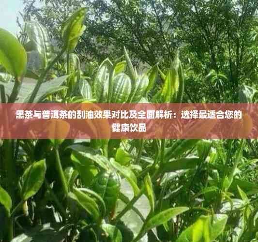 黑茶與普洱茶的刮油效果對比及全面解析：選擇最適合您的健康飲品