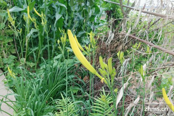 黄花菜吃