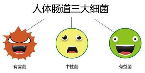 健康的身体，从健康的肠道开始