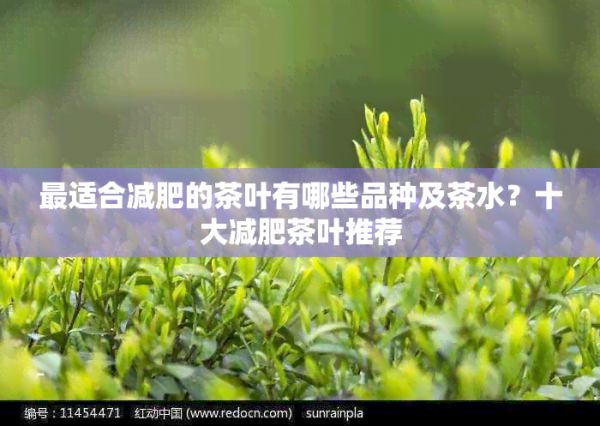 最適合減肥的茶葉有哪些品種及茶水？十大減肥茶葉推薦
