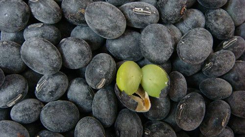 黑豆怎么吃 黑豆減肥食譜