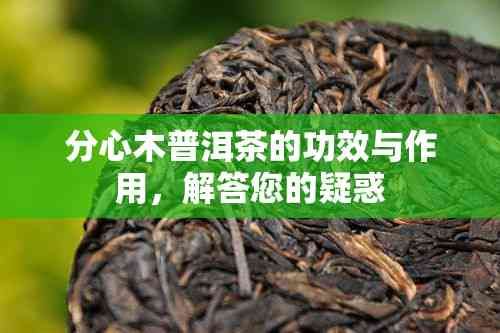 分心木普洱茶的功效與作用，解答您的疑惑