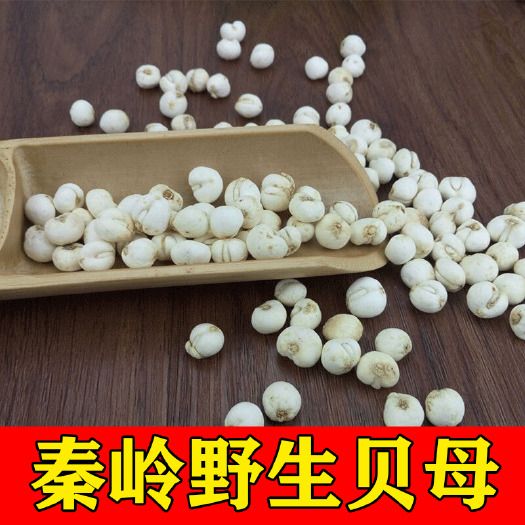 秦嶺川貝母2023新貨名貴中藥材川貝母批發(fā)零售