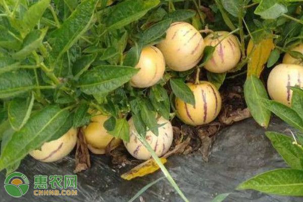 人参果适合什么时候种植？-图片版权归惠农网所有