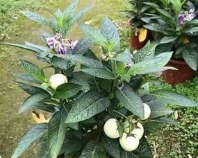 人參果怎么養(yǎng)殖能結(jié)果（打造豐收的人參果種植技巧）