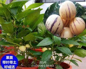 人參果怎么養(yǎng)殖能結(jié)果（打造豐收的人參果種植技巧）