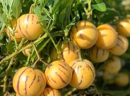 人參果哪里產(chǎn)的最好吃（從四大產(chǎn)區(qū)看人參果美食之旅）