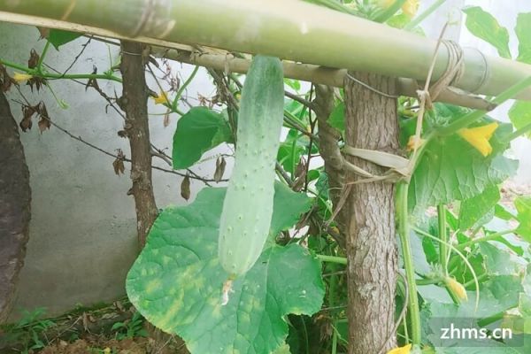 蔬菜生吃减肥的效果为什么比吃熟的效果更好？有哪些蔬菜生吃能减肥呢？