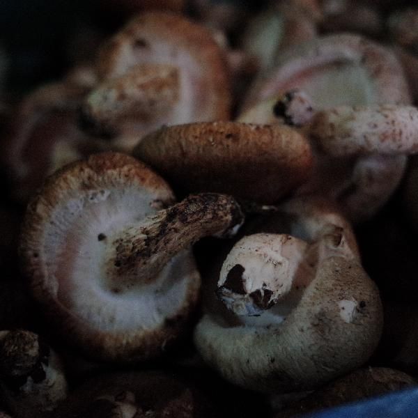 18种可以生吃的蔬菜