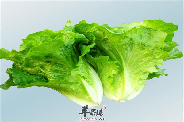 减肥生菜 多吃有益健康