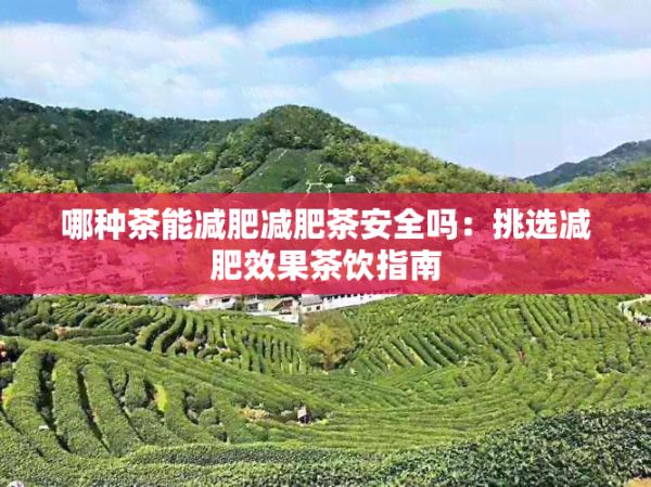哪种茶能减肥减肥茶安全吗：挑选减肥效果茶饮指南