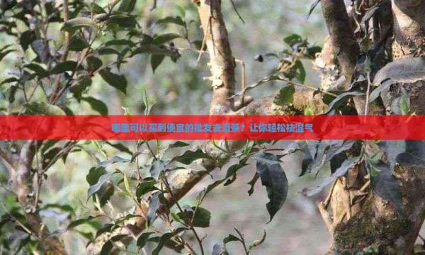 哪里可以买到便宜的批发去湿茶？让你轻松祛湿气