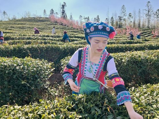 貴州六盤水市六枝特區(qū)：精深加工“鏈”動產(chǎn)業(yè) 賦能鄉(xiāng)村振興_fororder_圖片1