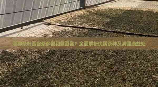 哪種茶葉富含茶多酚和氨基酸？全面解析優(yōu)質(zhì)茶種及其健康益處