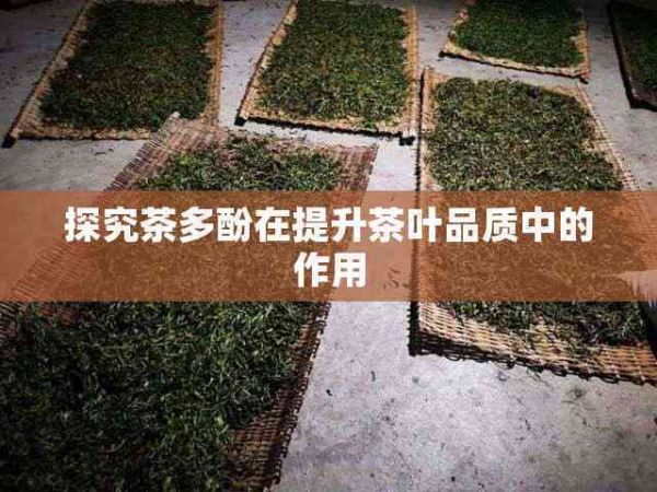 探究茶多酚在提升茶葉品質(zhì)中的作用