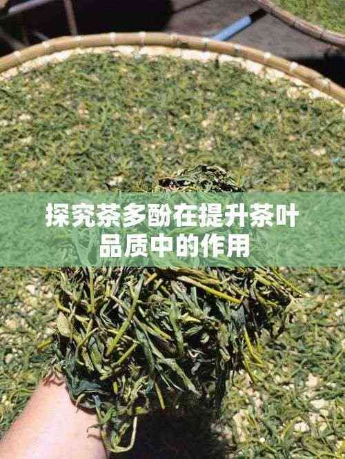 探究茶多酚在提升茶葉品質(zhì)中的作用