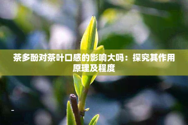 茶多酚对茶叶口感的影响大吗:探究其作用原理及程度