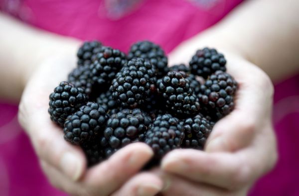 female holding blackberries (rubus fruticosus), close up
