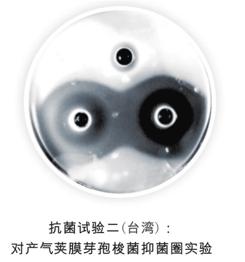 植物精油-黃金水果抗菌實(shí)驗(yàn)二