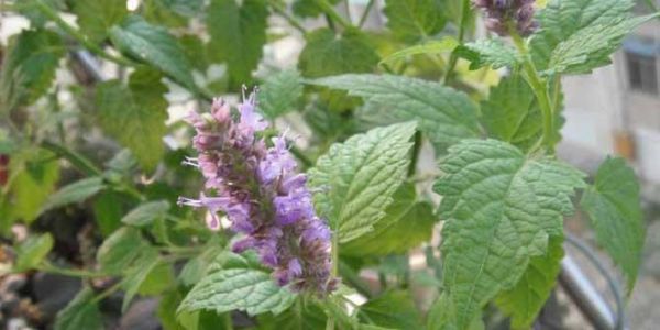 探究罗勒和藿香的植物学特点（从起源到生长环境）