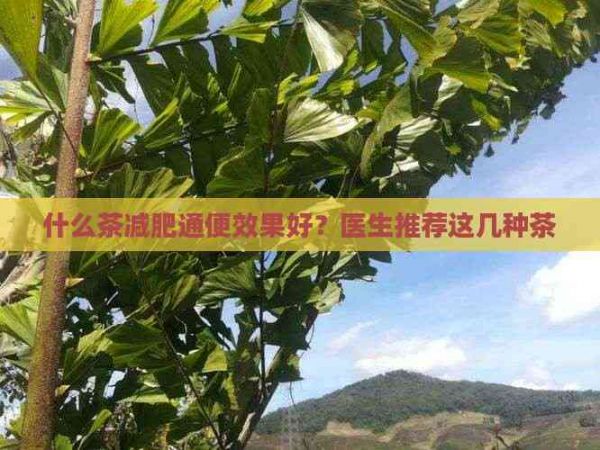 什么茶減肥通便效果好？醫(yī)生推薦這幾種茶