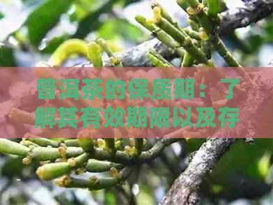 普洱茶的保質(zhì)期：了解其有效期限以及存方法，確保品嘗品質(zhì)