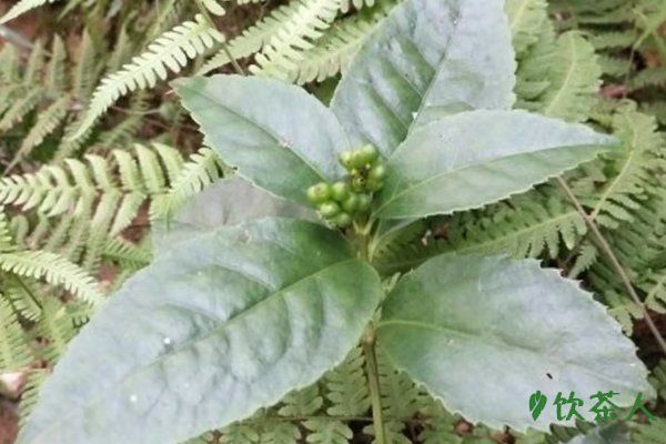 九节茶的功效与作用，活血化瘀/清热解毒/消炎杀菌