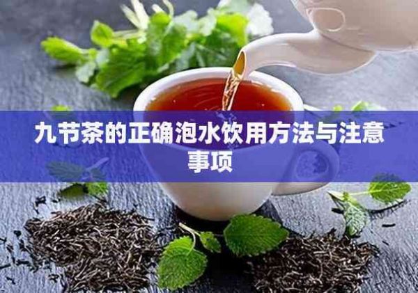 九节茶的正确泡水饮用方法与注意事项