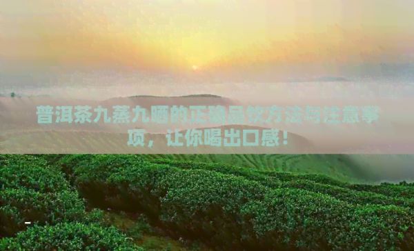 普洱茶九蒸九晒的正确品饮方法与注意事项，让你喝出口感！