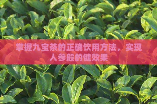 掌握九宝茶的正确饮用方法，实现人参般的健效果