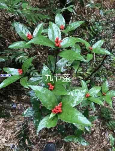 九节茶的用法与用量-九节茶的用法与用量是多少