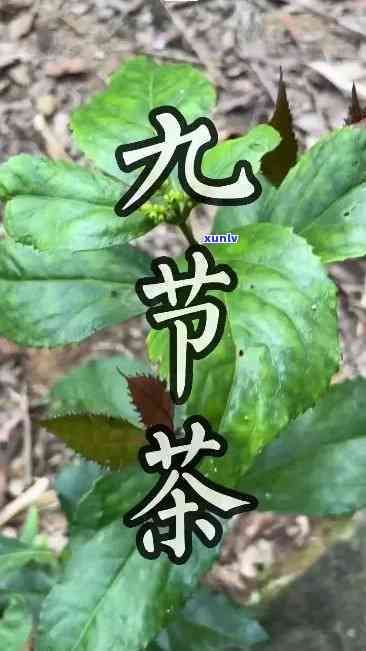九节茶的用法与用量-九节茶的用法与用量是多少